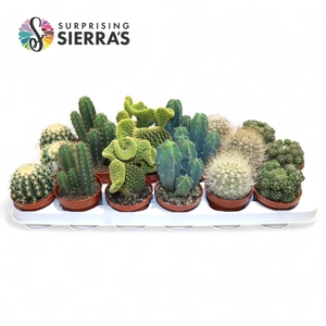CACTUS GEM