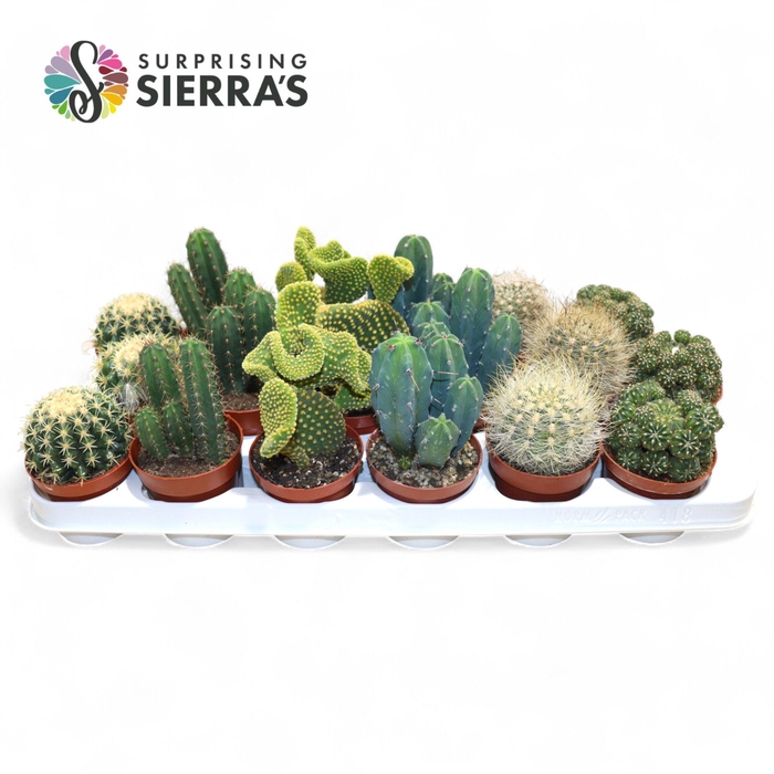 <h4>CACTUS GEM</h4>
