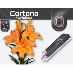 LI LA CORTONA FLORISTBOX 4+