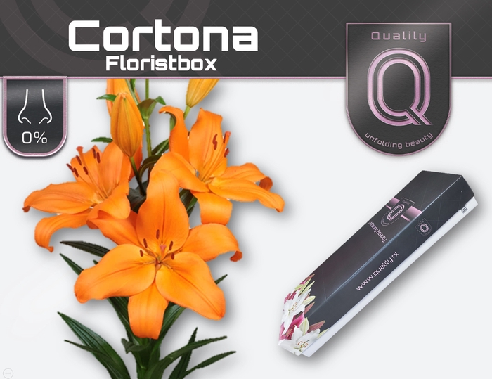 <h4>LI LA CORTONA FLORISTBOX 4+</h4>