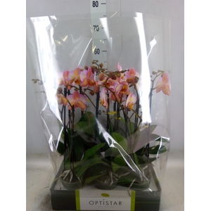 Phalaenopsis   ...