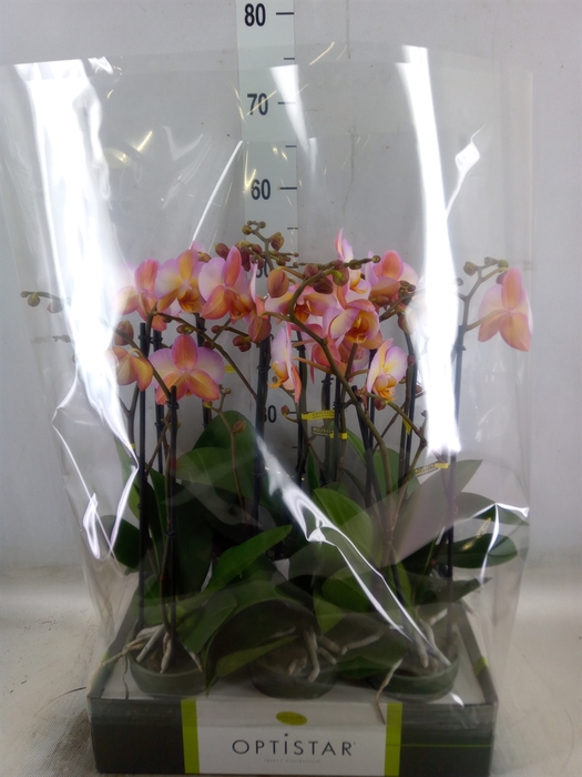 <h4>Phalaenopsis   ...</h4>