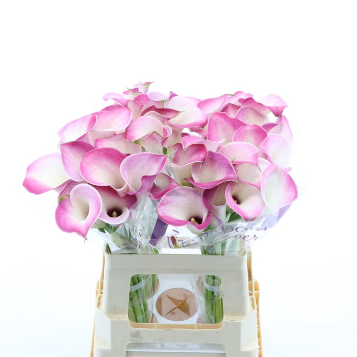 <h4>Calla Denver | Heavy Quality</h4>