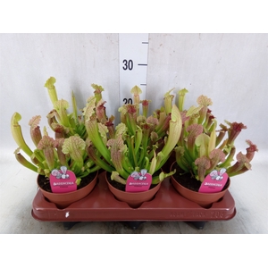 Sarracenia   ...