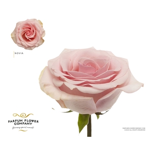 Rosa Garden Novia