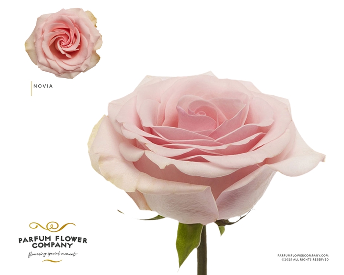 Rosa Garden Novia