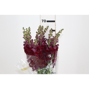 BOCA DE LEAO VINHO 070 CM