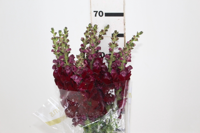 <h4>BOCA DE LEAO VINHO 070 CM</h4>