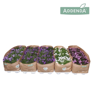 Campanula Addenda