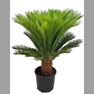 CYCAS REVOLUTA