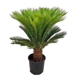 CYCAS REVOLUTA