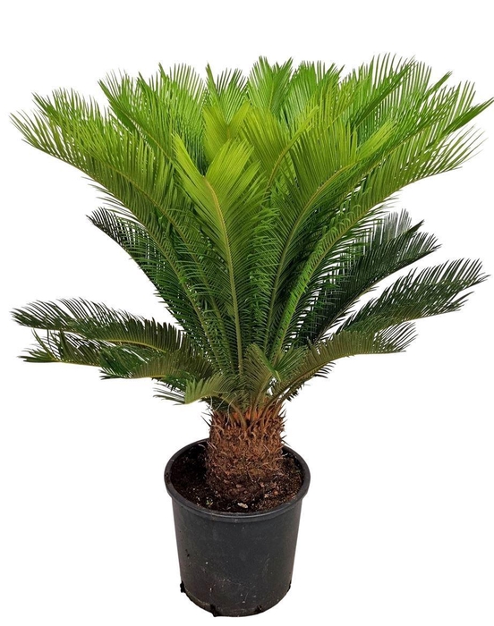 <h4>CYCAS REVOLUTA</h4>