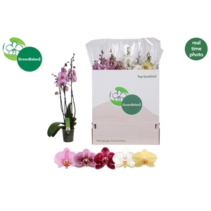 PHAL GEM