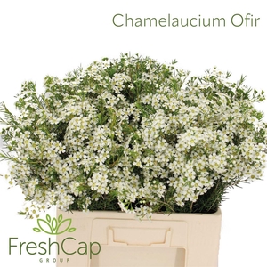 Chamelaucium Ofir