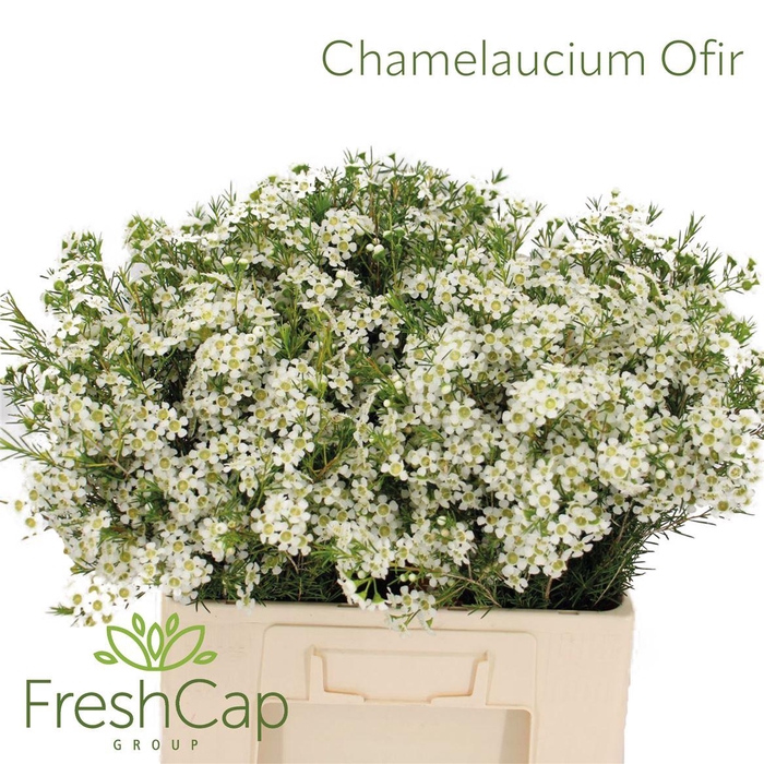 <h4>Chamelaucium Ofir</h4>