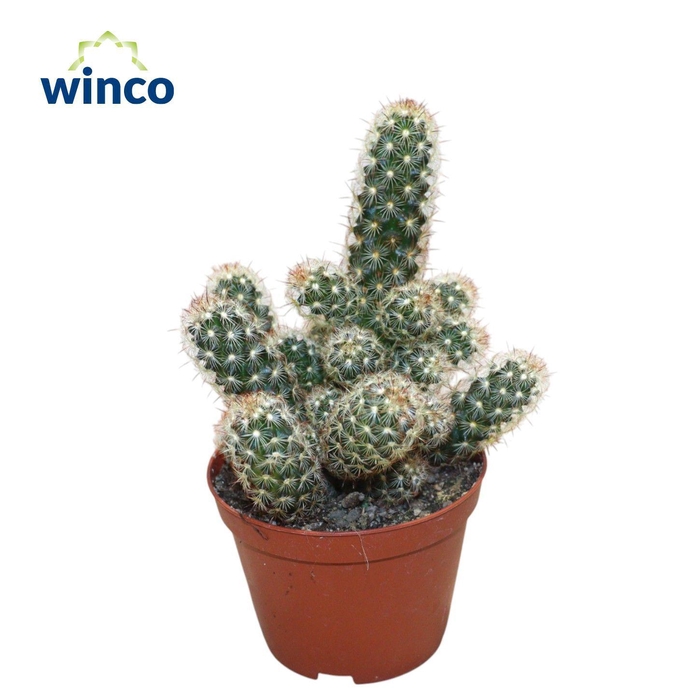 <h4>Mammillaria Elongata</h4>
