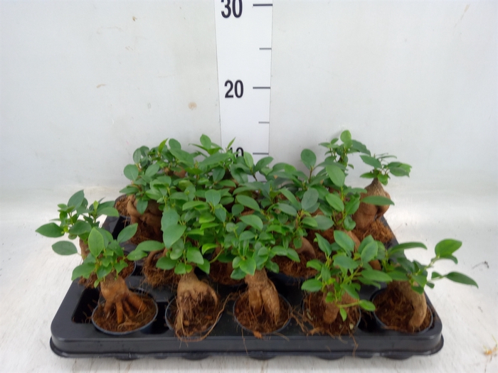 <h4>Ficus microcarpa 'Ginseng'</h4>