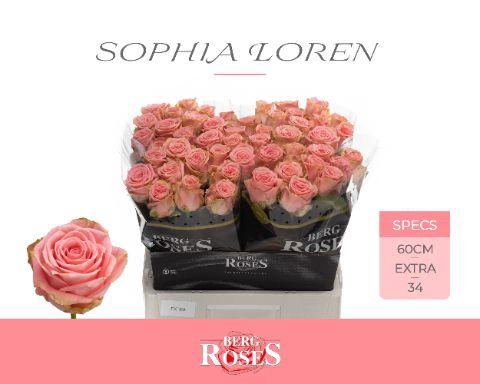 <h4>R GR SOPHIA LOREN 034</h4>