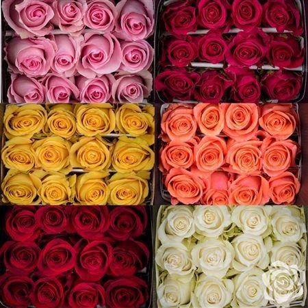 <h4>ROSA GR MIX</h4>