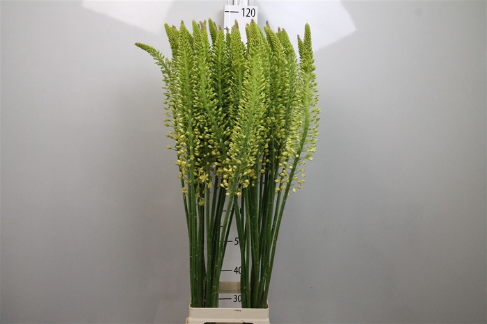 <h4>Eremurus Yellow Rebe</h4>