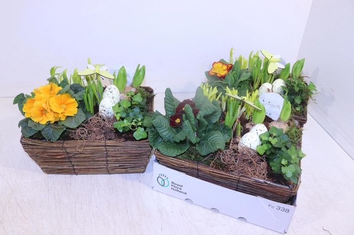 <h4>ARR TUINPLANTEN</h4>