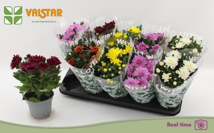 <h4>CHRYS GEM 6 KL</h4>