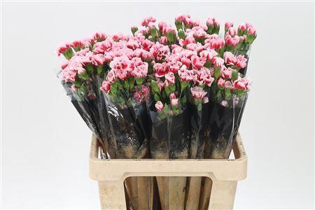 <h4>Di Tr Scarlette</h4>