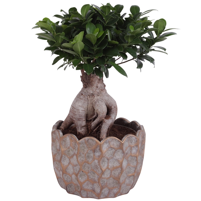 <h4>Ficus m. Ginseng Ball Shape Ø22cm in Ø26cm Ceramic</h4>