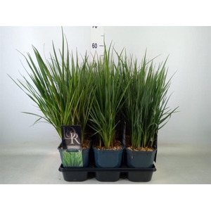 Siergras   ...              [Grass]