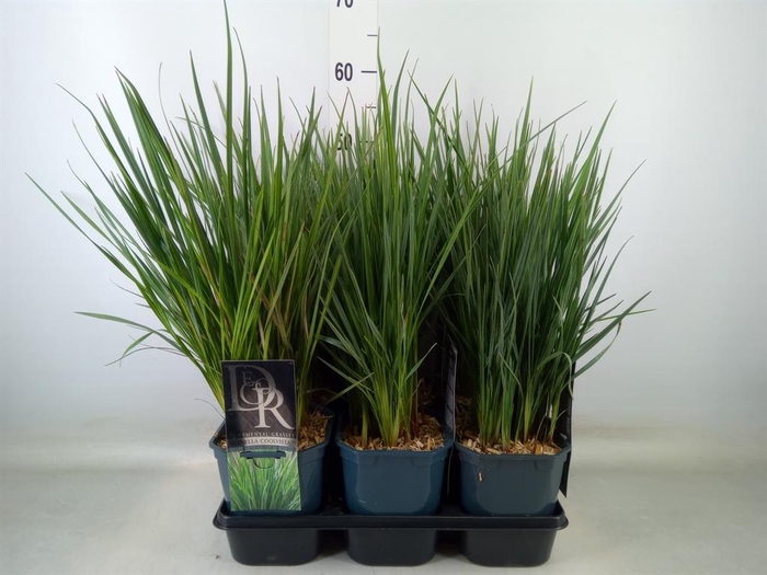 <h4>Siergras   ...              [Grass]</h4>