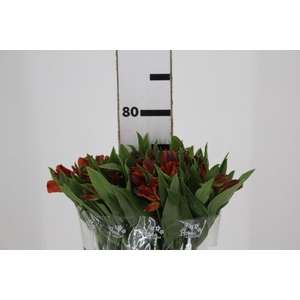 ALSTROEMERIA CINNAMON 080 CM