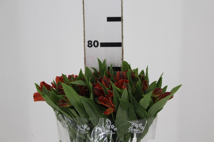 <h4>ALSTROEMERIA CINNAMON 080 CM</h4>