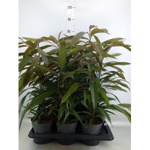 Ficus binn. 'Amstel King'