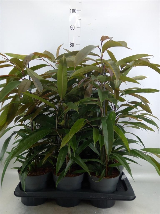 <h4>Ficus binn. 'Amstel King'</h4>
