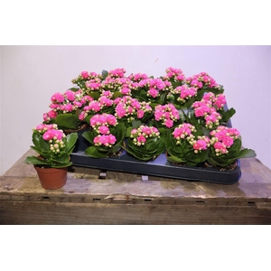 arr8 Kal Ge Nando Pink