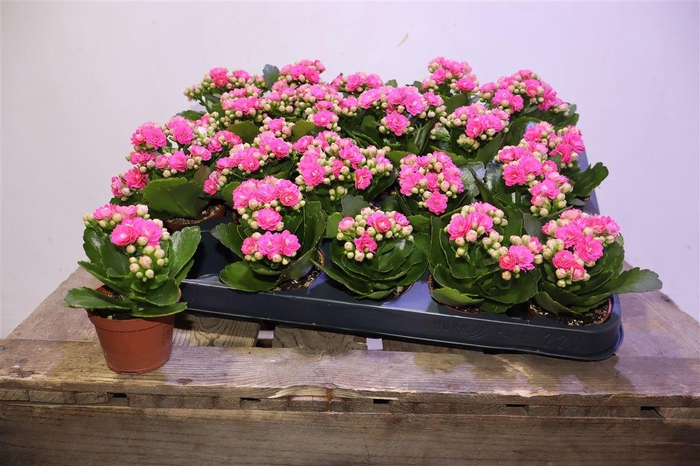 <h4>arr8 Kal Ge Nando Pink</h4>