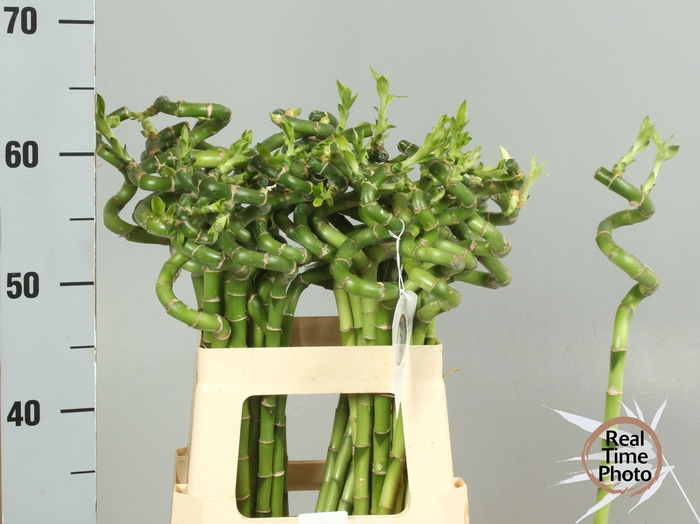 <h4>Drac Bamboo Spiraal 60 Cm</h4>