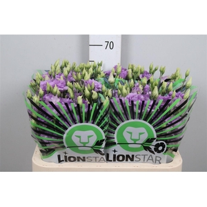 Eus G Corelli Lavender