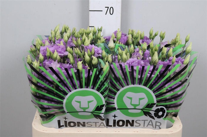 <h4>Eus G Corelli Lavender</h4>