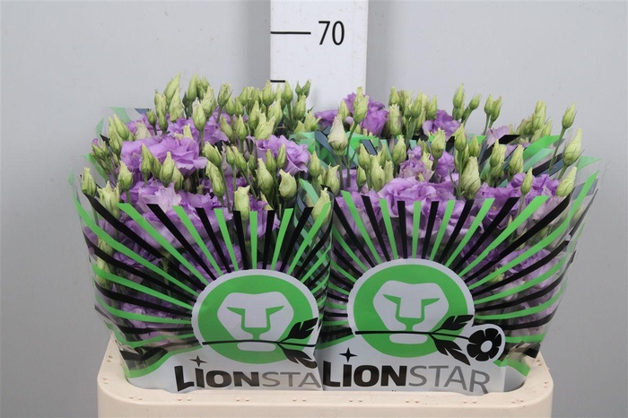 <h4>Eus G Corelli Lavender</h4>