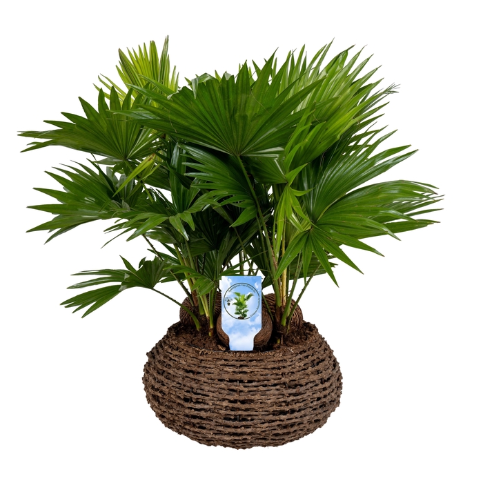 <h4>Livistona in caryota mand ASP etiket Lucht Zuiverend</h4>