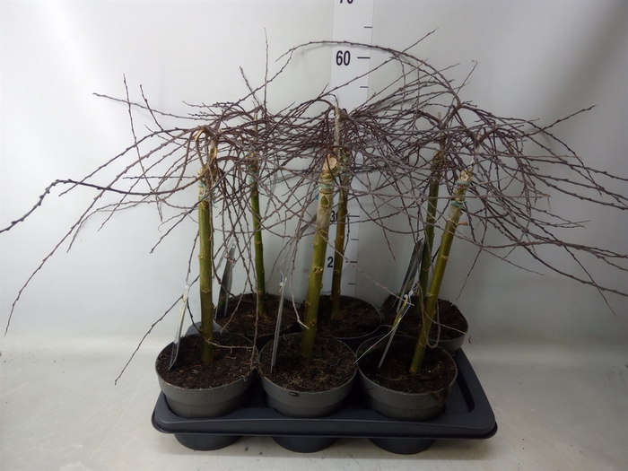 <h4>Salix repens 'Iona'</h4>