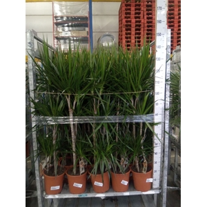 Dracaena marg.