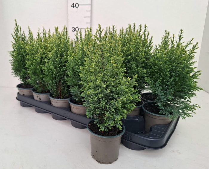 <h4>Cham L Snow White P9</h4>