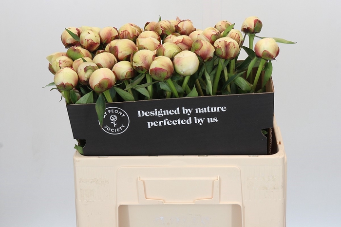 Paeonia Dr F.G. Brethour