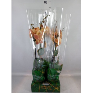 Phalaenopsis   ...