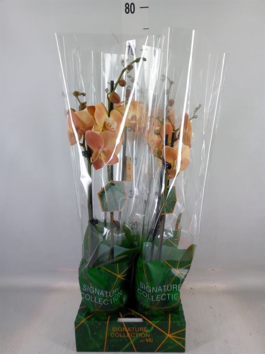 <h4>Phalaenopsis   ...</h4>