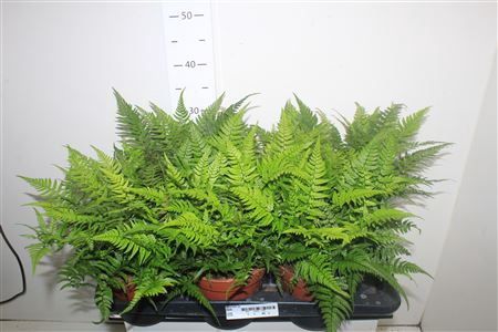 <h4>Athyrium Ov ** Potm 17cm **</h4>