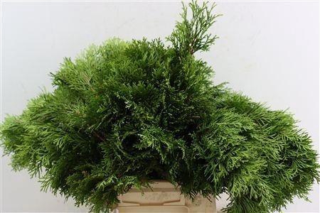 <h4>CHAMA OBTUSA  BS</h4>