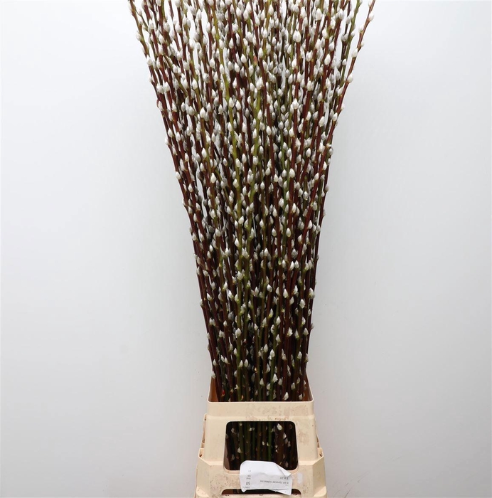 <h4>SALIX CA SNOW FLAKE</h4>